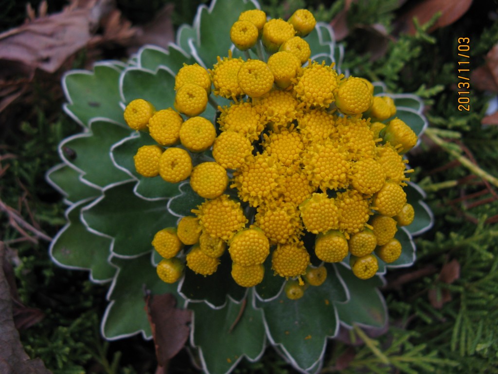 アリス 065
